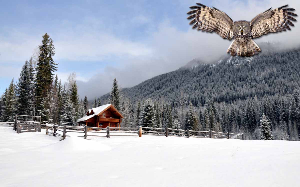 Grey Owl Lodge
